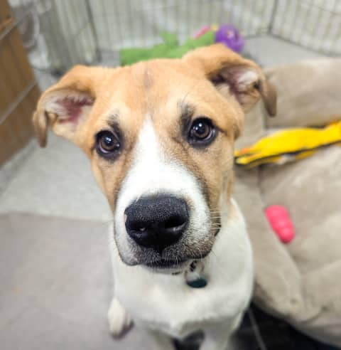 TWIX - Labrador Retriever mixed available for adoption