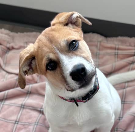 TWIX - Labrador Retriever mixed available for adoption at AARCS in Calgary (1 of 6)