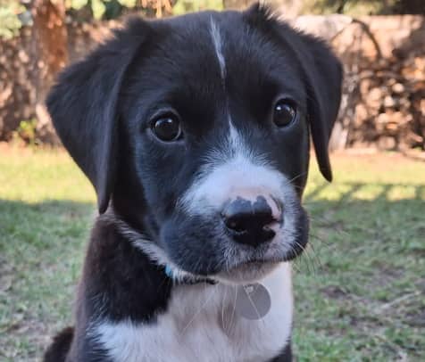 VEDDER - resident dogs and they’re teaching her how to do all the dog things. She also loves our 2 kids and plays very well with them, although she can go a little bit gremlin from time to time, as puppies do. available for adoption at AARCS in Calgary (1 of 6)