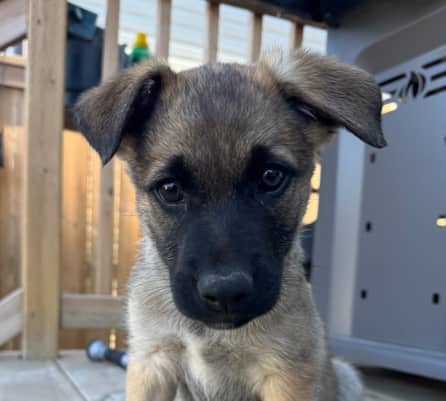 VENTO - German Shepherd mixed available for adoption at AARCS in Calgary (1 of 6)