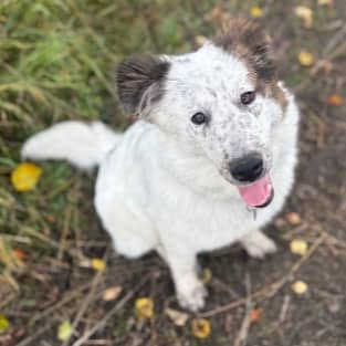 VENUS - Collie, Rough Mixed available for adoption at AARCS in Calgary (1 of 5)