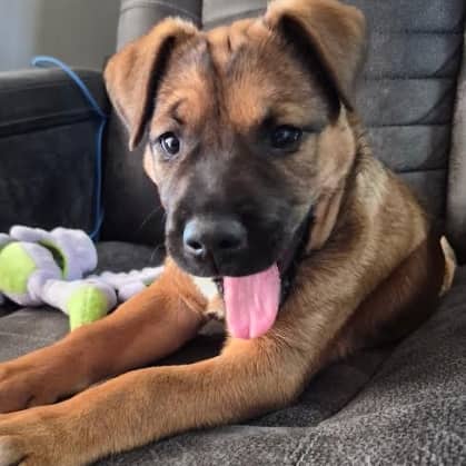 VERA - German Shepherd Mixed available for adoption at AARCS in Calgary (1 of 5)