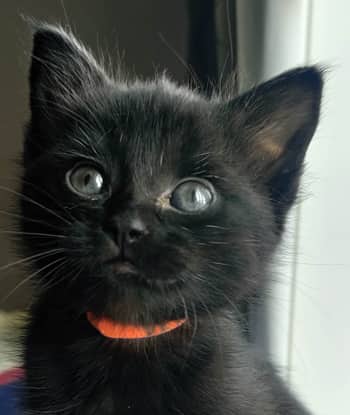 VERONICA - Domestic Short Hair cat available for adoption at AARCS in Calgary (1 of 6)