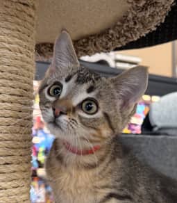 WAGYU - Domestic Short Hair cat available for adoption at AARCS in Calgary (1 of 2)