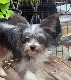 WALLABY - Chinese Crested Mixed available for adoption at AARCS in Calgary (1 of 2)