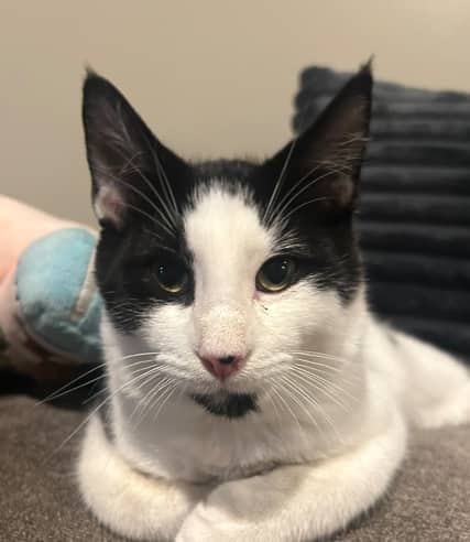 WILDE - Domestic Short Hair cat available for adoption at AARCS in Calgary (1 of 3)
