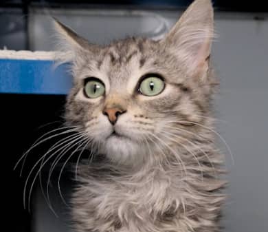 WILLIAM - Domestic Medium Hair cat available for adoption at AARCS in Calgary (1 of 4)