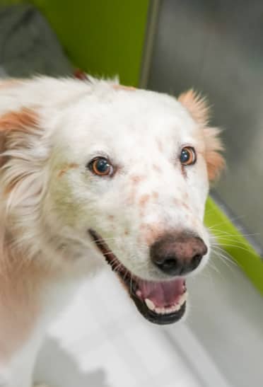 WOLF - Rough Collie Mix available for adoption at AARCS in Calgary