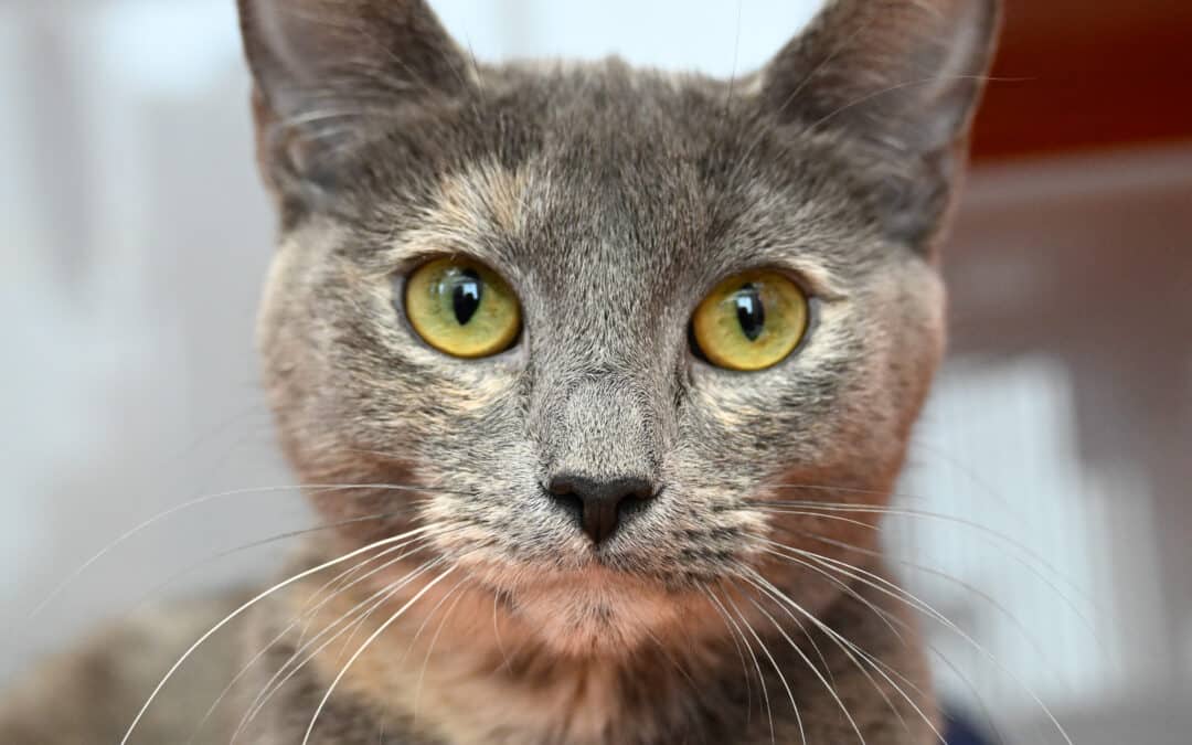 ZIM - Domestic Short Hair cat available for adoption at AARCS in Calgary (1 of 4)