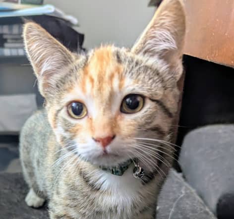 ZOWIE - Domestic Short Hair cat available for adoption at AARCS in Calgary (1 of 2)