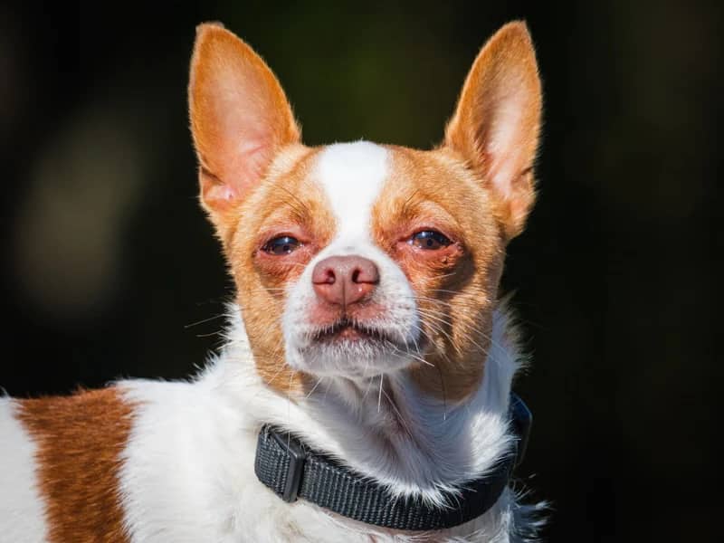 Baxter - Chihuahua available for adoption
