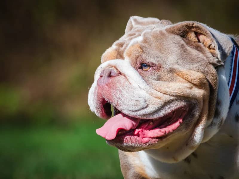 Bentley - English Bulldog available for adoption