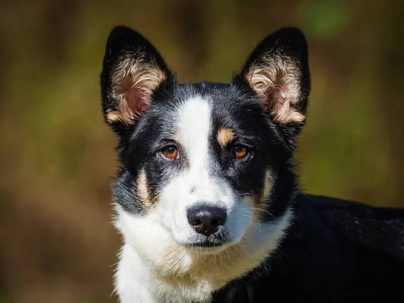 Billie - Corgi available for adoption at Animatch in Montreal (1 of 3)