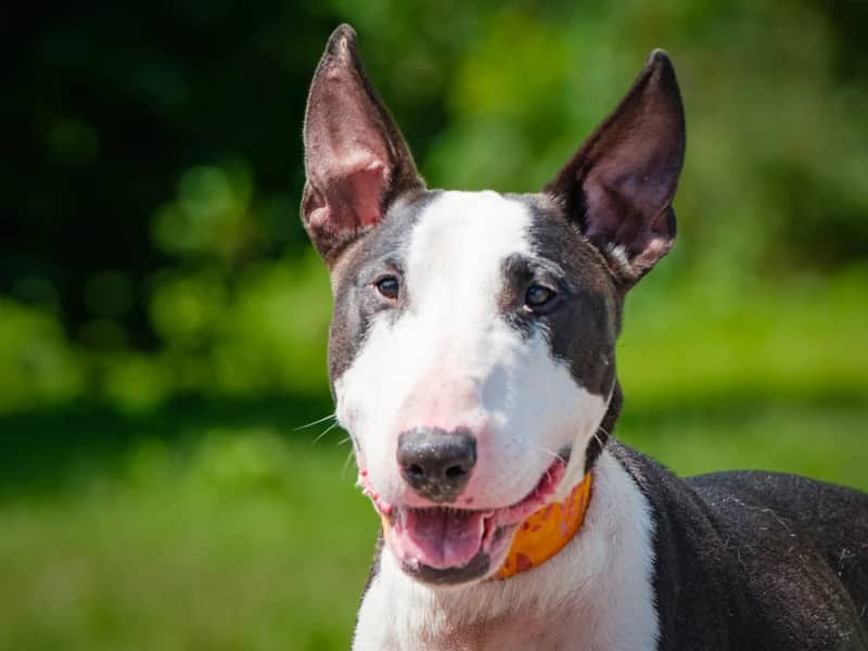 Buzzer - Bull Terrier available for adoption