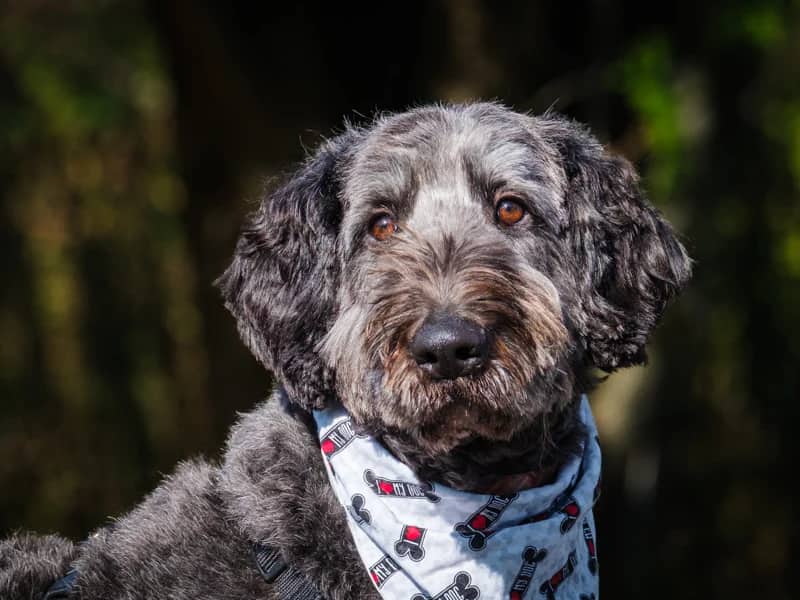 Chuck - Standard Poodle x Collie available for adoption
