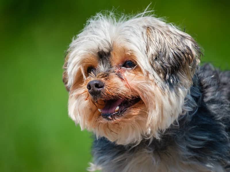 Cozie - Yorkshire Terrier available for adoption