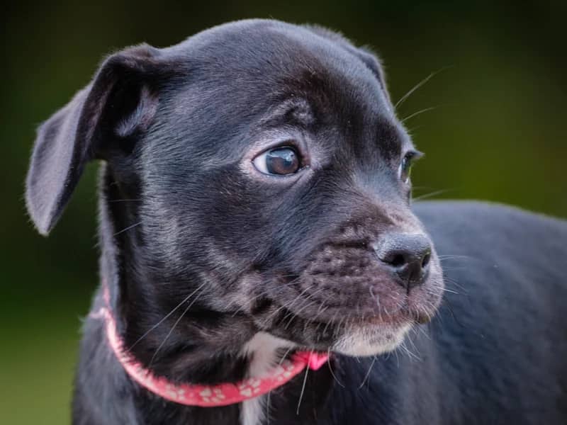 Cruise - French Bulldog x Lab available for adoption at Animatch in Montreal (1 of 4)