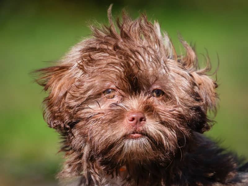 Cupcake - Shipoo available for adoption at Animatch in Montreal (1 of 4)