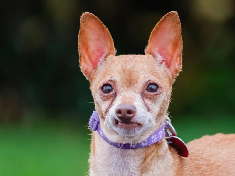 Dawn - Miniature Pinscher-x available for adoption at Animatch in Montreal (1 of 4)