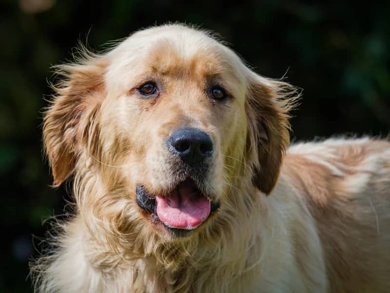 Diesel - Golden Retriever available for adoption at Animatch in Montreal (1 of 3)