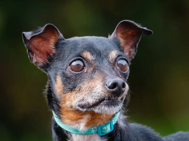 Dusk - Miniature PInscher-x available for adoption