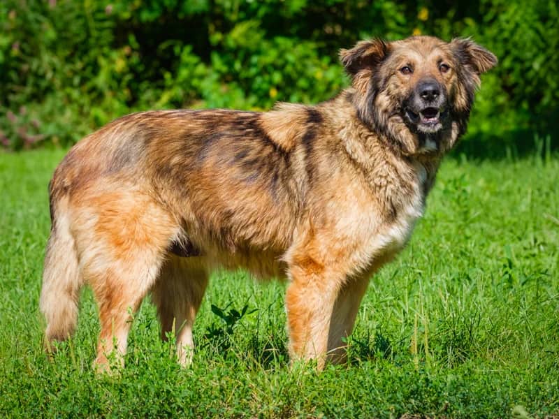 Fable - Mix available for adoption at Animatch in Montreal (1 of 4)