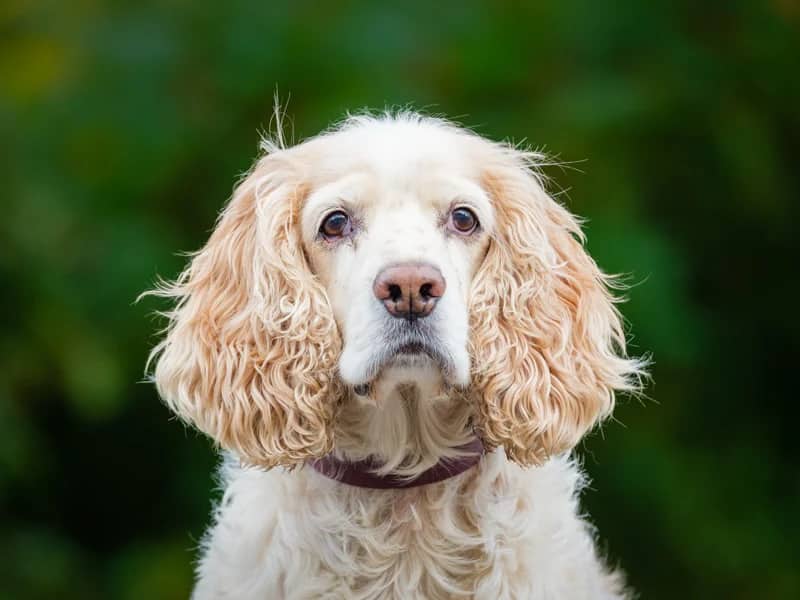 Finnegan - Cocker Spaniel available for adoption