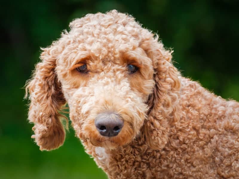 Flint - Standard Poodle available for adoption in Quebec