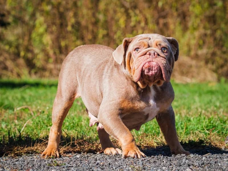 Francesca - English Bull Dog available for adoption at Animatch in Montreal (1 of 4)