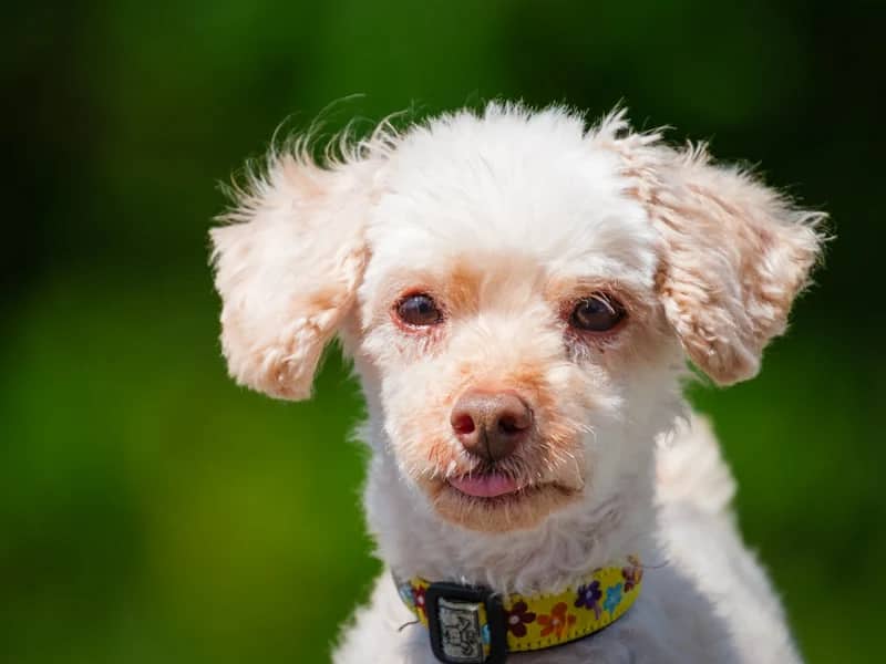 Franklin - Poodle-x available for adoption at Animatch in Montreal (1 of 5)