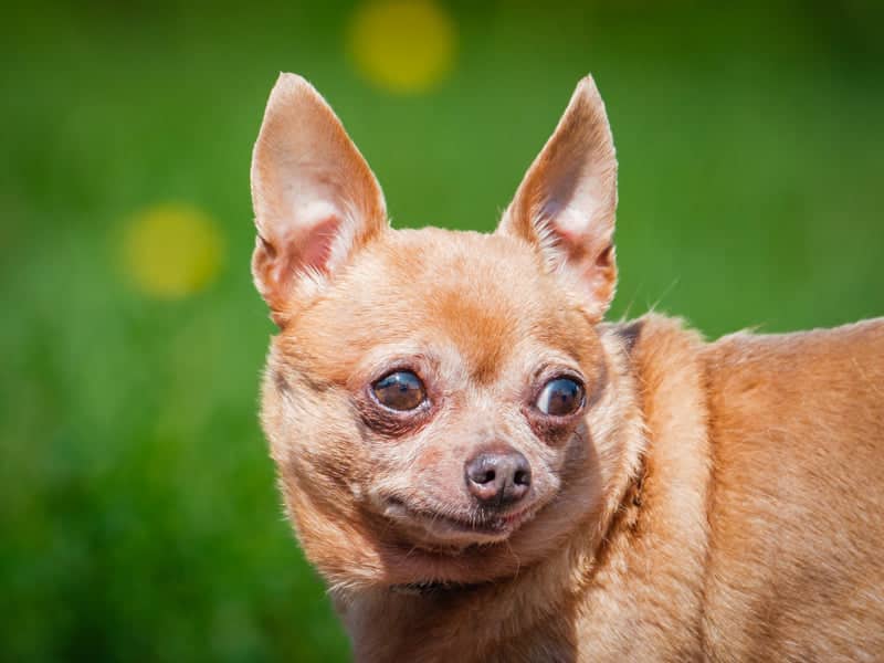 Gia - Chihuahua available for adoption