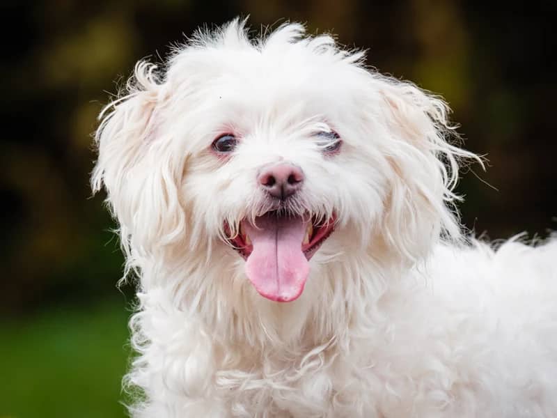Hector - Maltese-x available for adoption