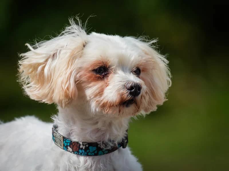 Holly - Maltese available for adoption at Animatch in Montreal (1 of 5)