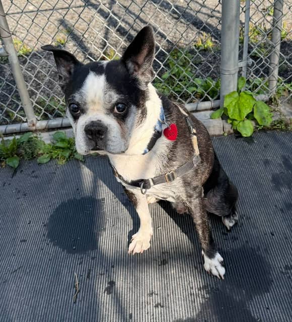 Luigi - Boston Terrier available for adoption at Animatch in Montreal (1 of 2)