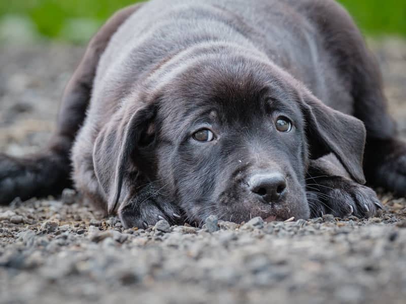 Jayden - Labrador-x available for adoption in Quebec