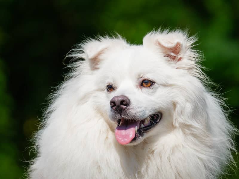 Kemo Sabe - American Eskimo available for adoption in Quebec