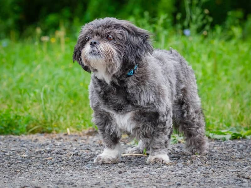 Khloe - Shih Tzu available for adoption at Animatch in Montreal (1 of 5)