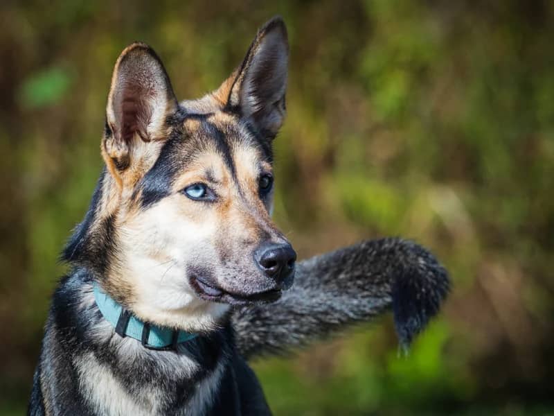 Kira - Shepherd x Husky available for adoption
