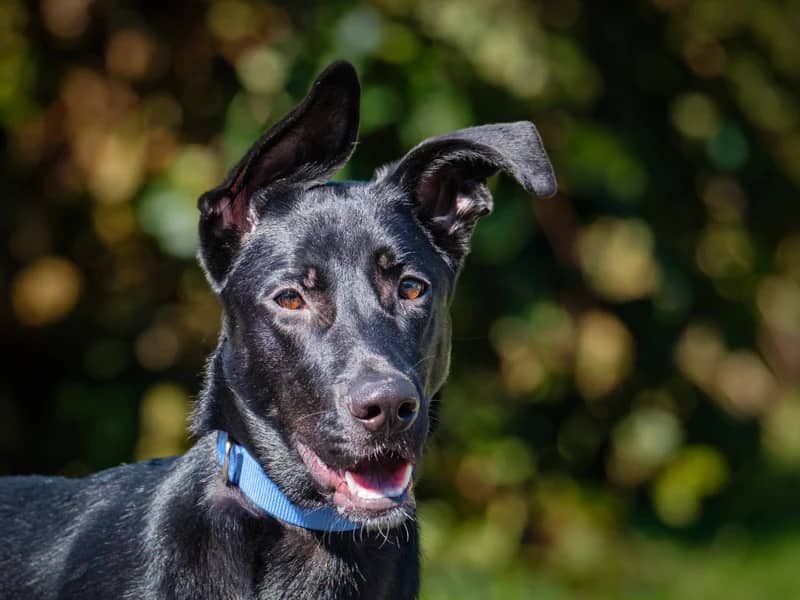 Lady - Lab x Shepherd available for adoption