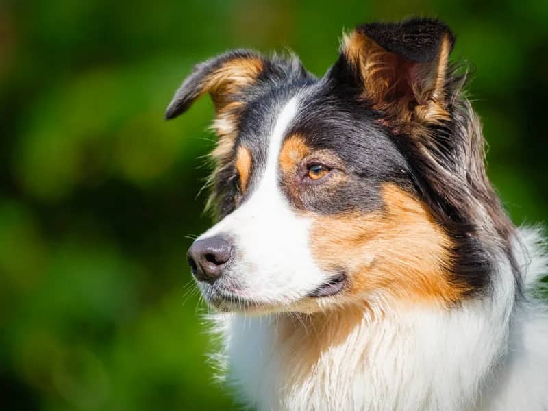 Lexy - Australian Shepherd available for adoption at Animatch in Montreal (1 of 7)