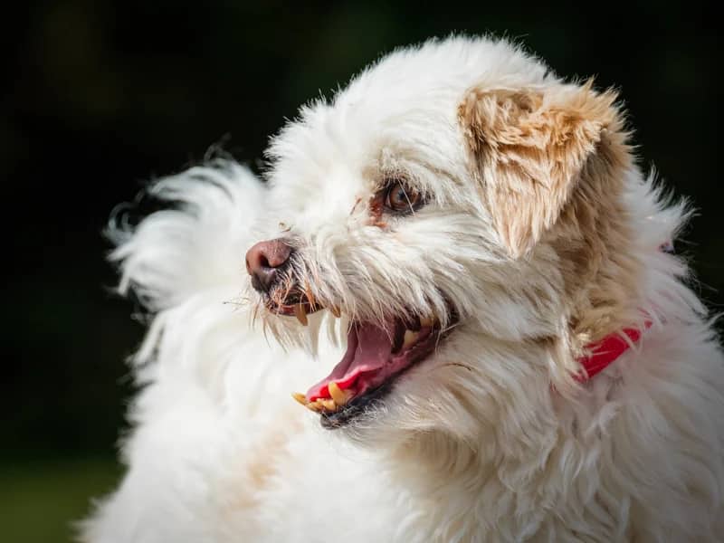 Louis - Lhasa Apso available for adoption at Animatch in Montreal (1 of 4)