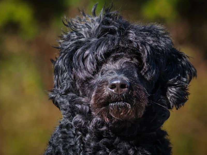 Mandy - Standard Poodle-x available for adoption at Animatch in Montreal (1 of 5)