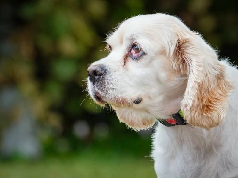 Molly - Cocker Spaniel available for adoption at Animatch in Montreal (1 of 4)