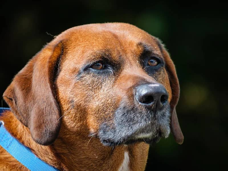 Moose - Coonhound-x available for adoption at Animatch in Montreal (1 of 5)