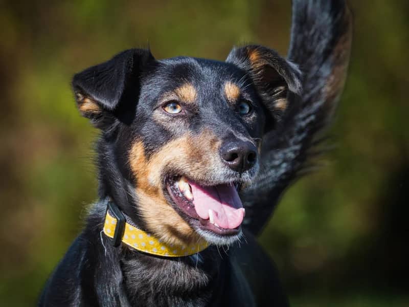 Peppa - Shepherd-x available for adoption