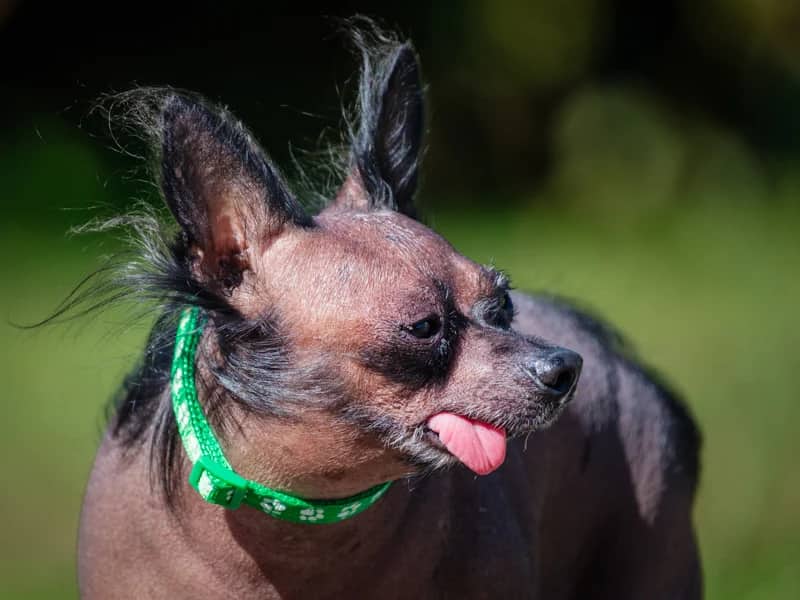 Picasso - Chinese Crested available for adoption