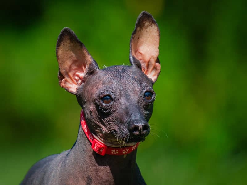 Pinky - Mexican Hairless available for adoption at Animatch in Montreal (1 of 4)