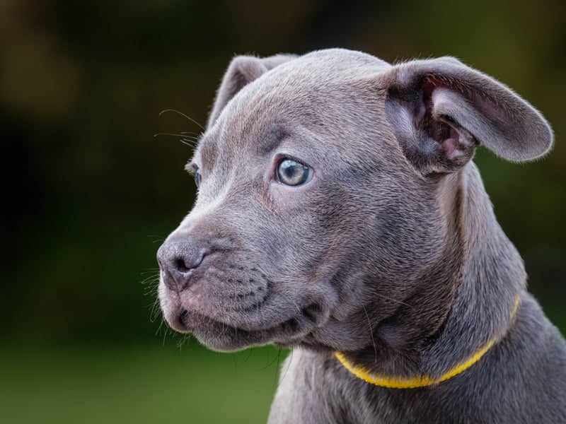 Rambler - French Bulldog x Lab available for adoption