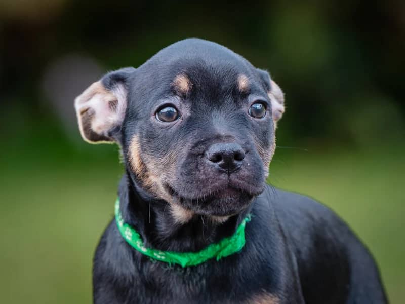 Rider - French Bulldog x Lab available for adoption