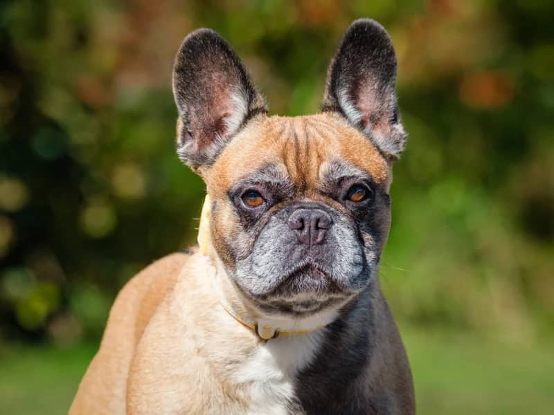 Samica - French Bulldog available for adoption at Animatch in Montreal (1 of 5)